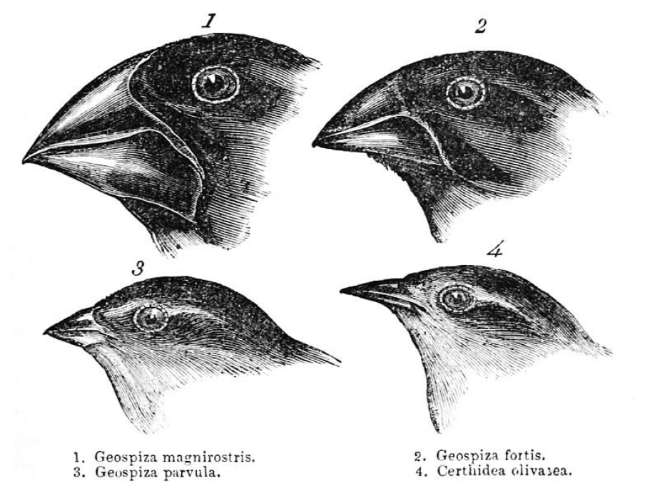Darwin’s finches or Galapagos finches from Darwin, 1845.