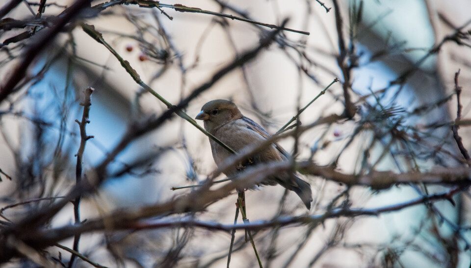 “The house sparrow may seem like an unlikely creature for a long-term research project, but it’s actually perfect,” says Henrik Jensen.