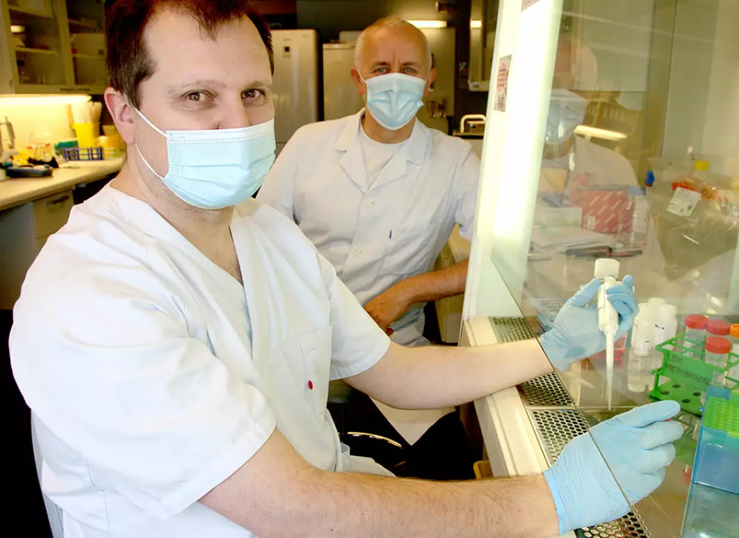 Professor Denis Kainov and Professor Magnar Bjørås in the laboratory, where they are testing different medicines on mini-lungs (organoids) that they have grown.