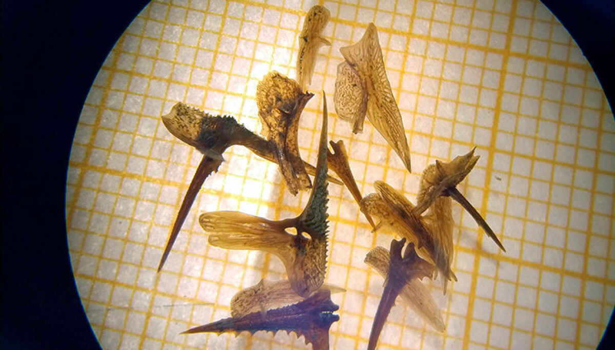 Isolated Fish Flopping How a small fish coped with being isolated from the sea
