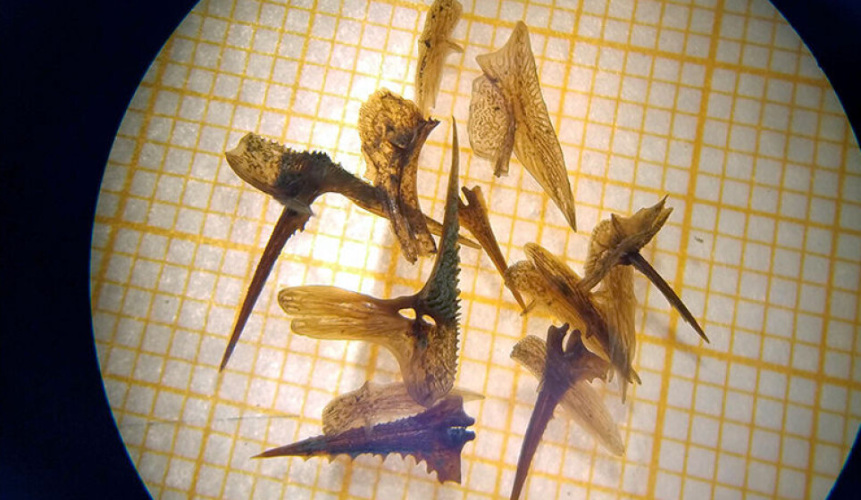 These 12,000-year-old stickleback bones were found in Finnmark by researchers from the Norwegian Geological Survey (NGU). They were well enough preserved that biologists could identify the species — and learn something about evolution.