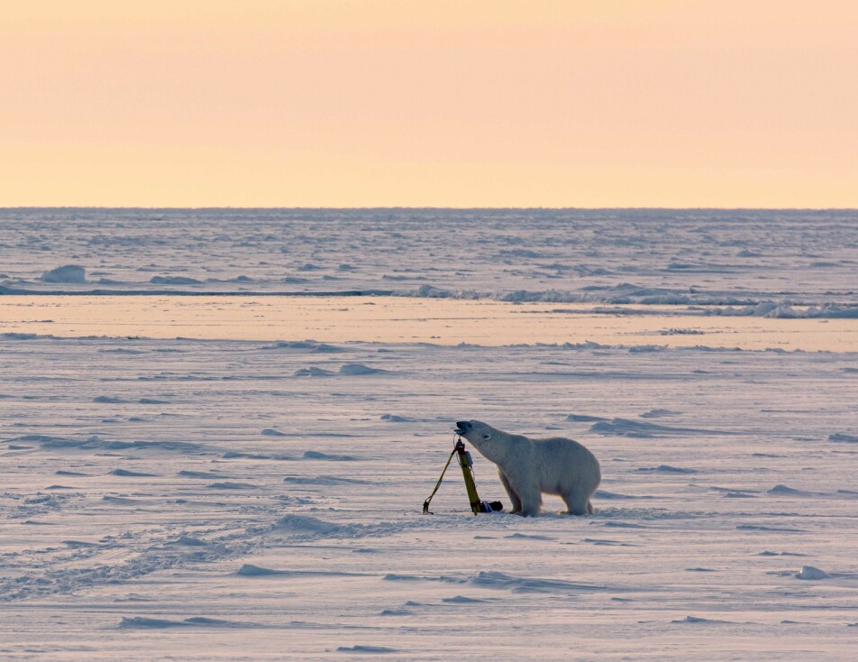 Polar bear gently investigating a GPS antenna