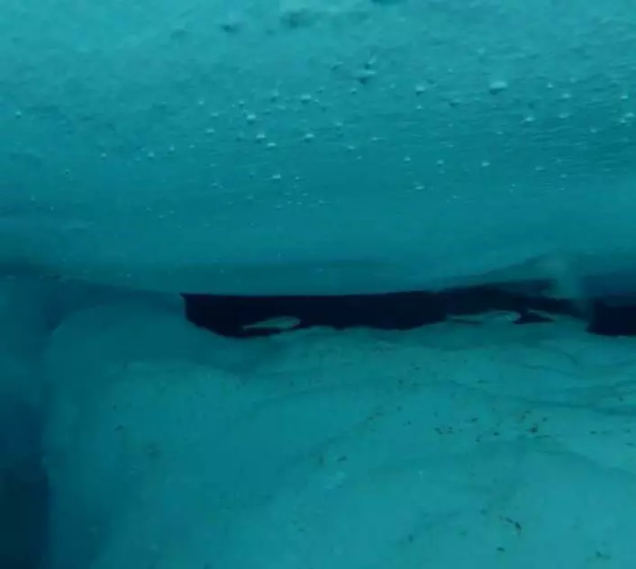A school of polar cod hiding in gaps between rafted sea ice at Nansen Legacy process station P2, at about 77.5° degrees north and 34°degrees east