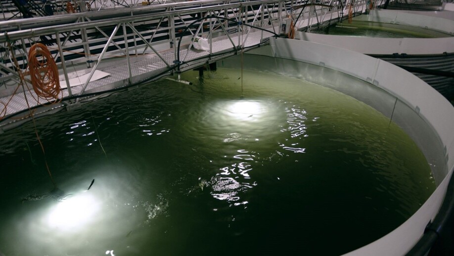 All farmed salmon start their lives in facilities on land before being moved to the sea as smolt. Earthy taste is only a challenge when salmon are kept in RAS-facilities for the whole production cycle.