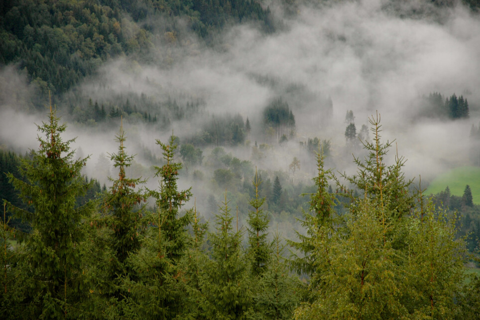 Trees change the landscape, and the consequences of afforestation may be adverse. Planting trees at higher latitudes, like Norway, influences the climate in other ways than planting trees in the tropics.