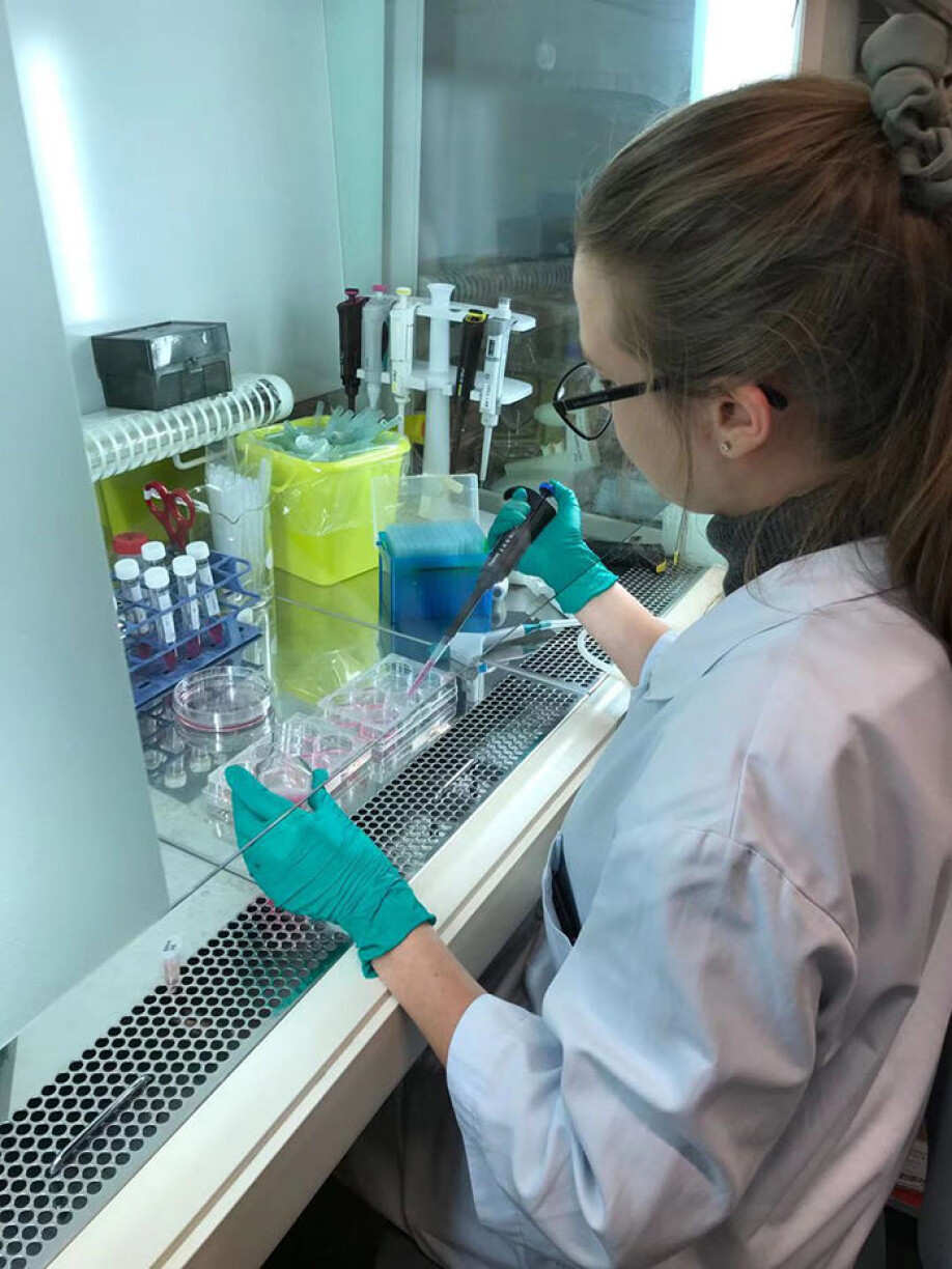 Vanessa Solvang in the process of feeding heart cells in the lab.