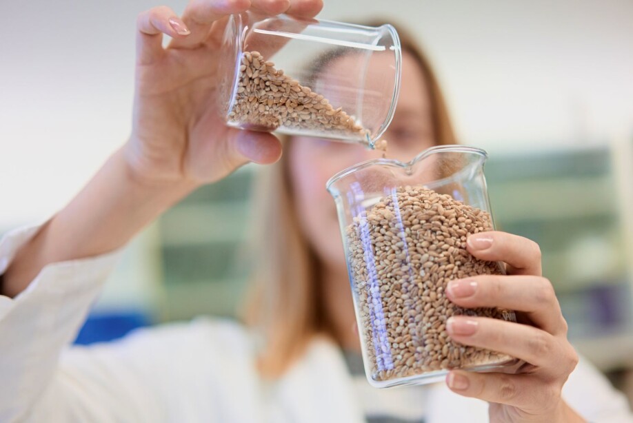 Tora Asledottir studying how other types of wheat can be used to make life and eating a bit easier for people who want to avoid gluten.