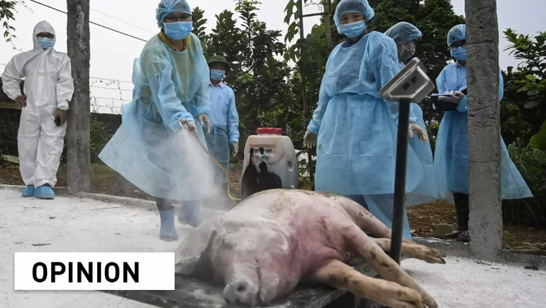 Health officials spraying disinfectant on a dead pig at a farm in Hanoi before burying it in an isolated quarantined pit to stop the spread of African Swine Fever.