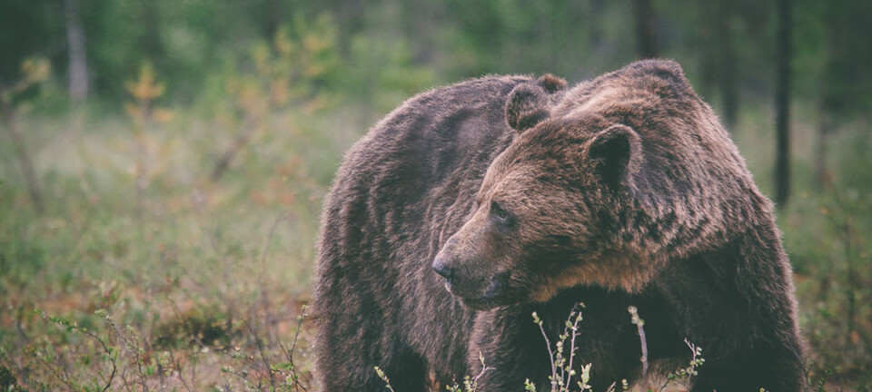 Scandinavian and Finnish brown bears not isolated as previously assumed