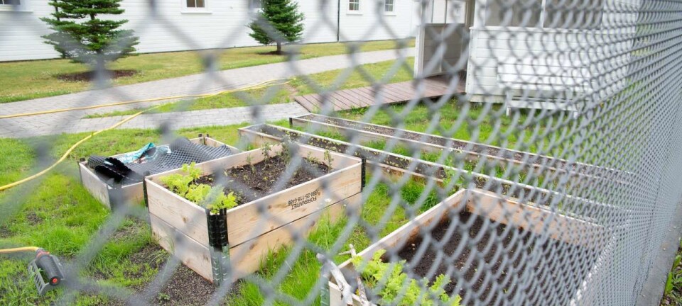 Blue-green food production in Norwegian prison