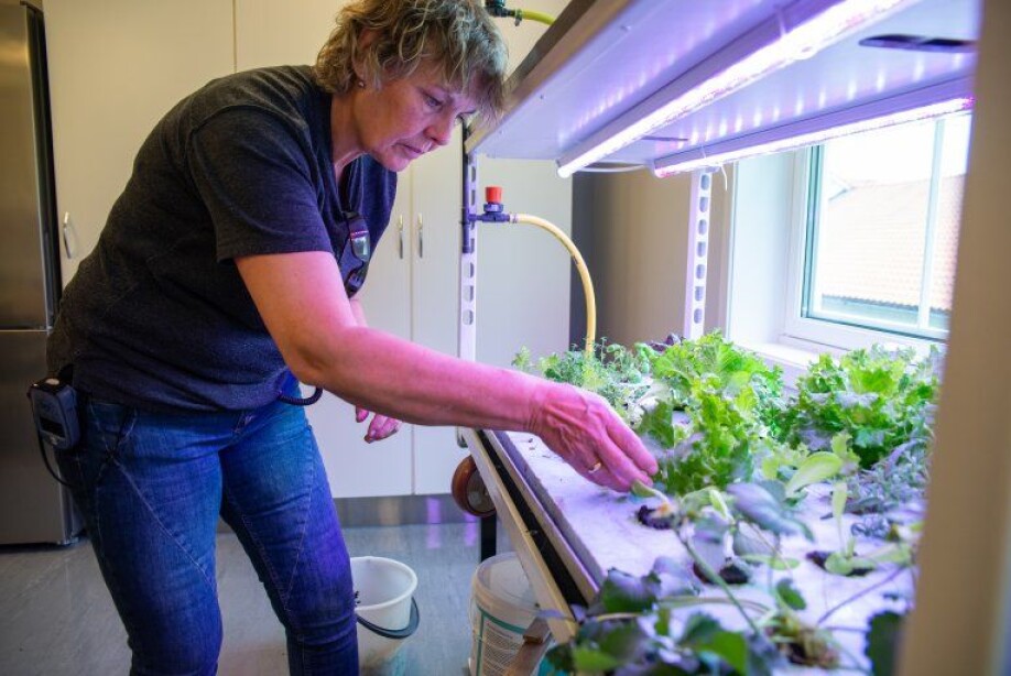 Ingebjørg Tønnesland Hodne from Setesdal High School, works part-time for the prison project. She is responsible to maintain the hydroponic and aquaponic facilities, and talk to the inmates about the project.