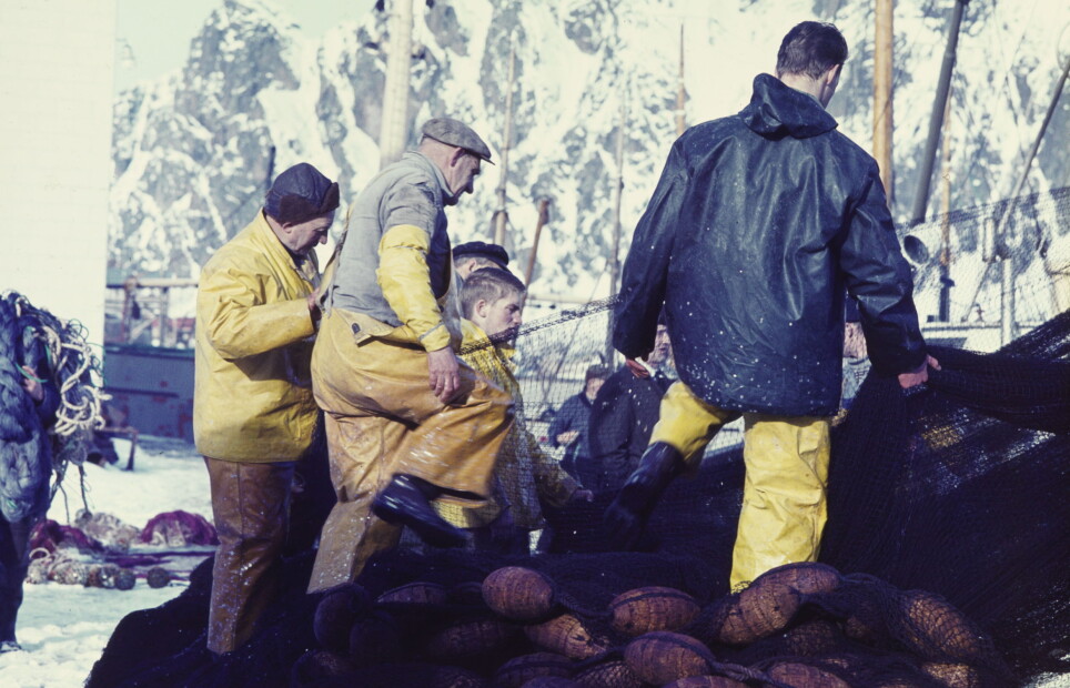 Lofotfisket is the most important season fisheries for cod in Norway.