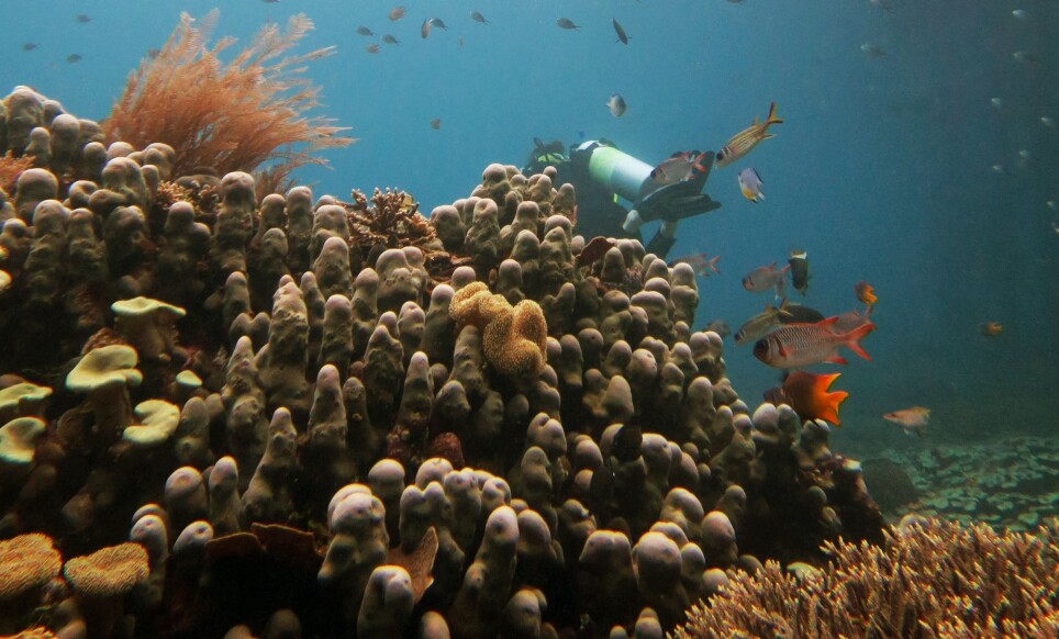 “The study used fossil records of marine plankton buried in deep sea sediments to track the change in diversity over thousands of years.”