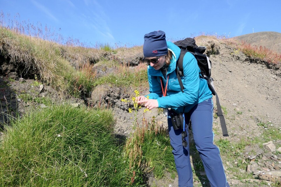 NINA researcher Kristine Bakke Westergaard is investigating the alien species of winter cress in Barentsburg.