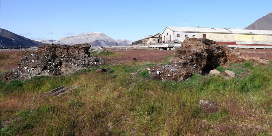 A few decades ago, during the golden age of mining, there were active farmers on Svalbard that imported hay and feed for the animals. Over the years, both mining and agriculture have decreased. But the alien plants that followed the import remain/bloom, like here at Pyramiden.