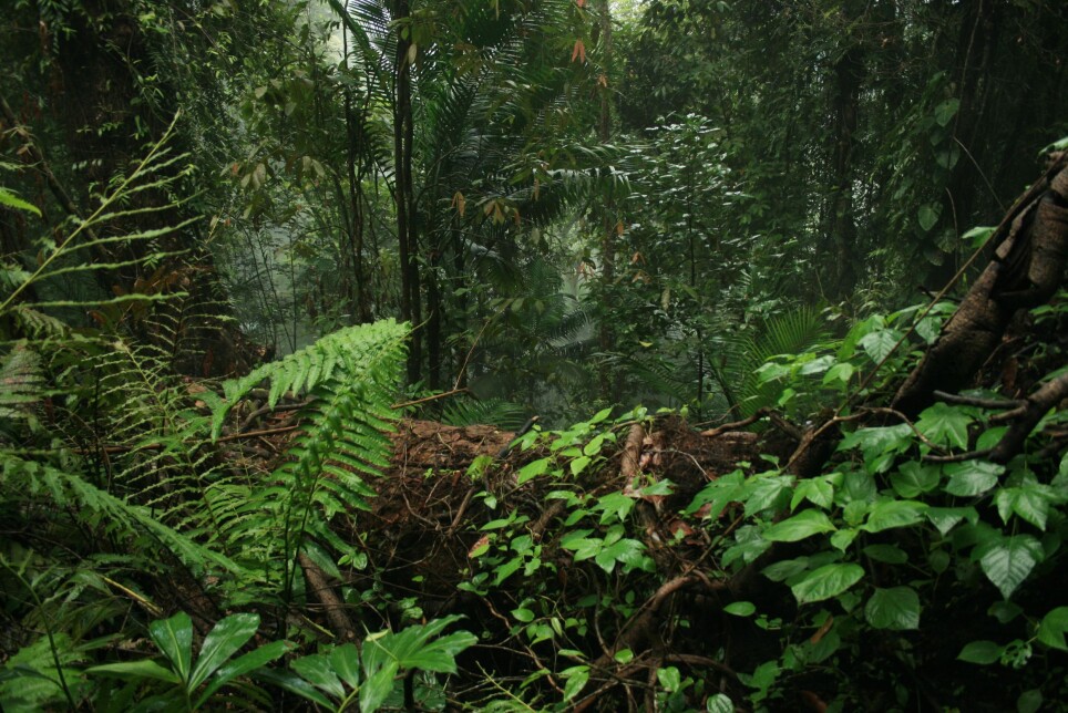 Geoengineering cannot replace other mitigation measures when it comes to maintaing the storage of carbon in forests, a new study shows.