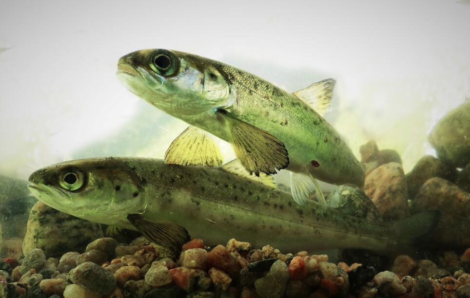 Guiding the smolt safely towards the sea can be expensive for the power plant, but it will not affect the power production. It helps maintain salmon and sea trout populations in regulated rivers, and we take care of the trait variation that give fish the opportunity to adapt to new challenges.