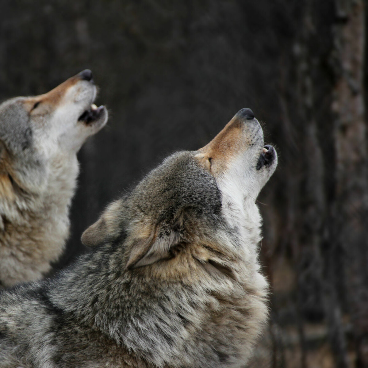Wolf packs don't actually have alpha males and alpha females, the idea is  based on a misunderstanding