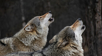 Wolf packs don’t actually have alpha males and alpha females, the idea is based on a misunderstanding