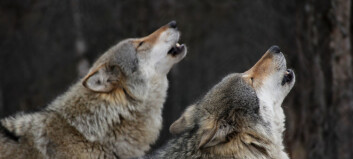 Wolf packs don’t actually have alpha males and alpha females, the idea is based on a misunderstanding