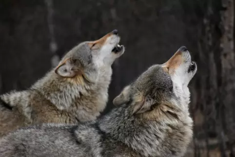 Wolf packs don't actually have alpha males and alpha females, the idea is  based on a misunderstanding