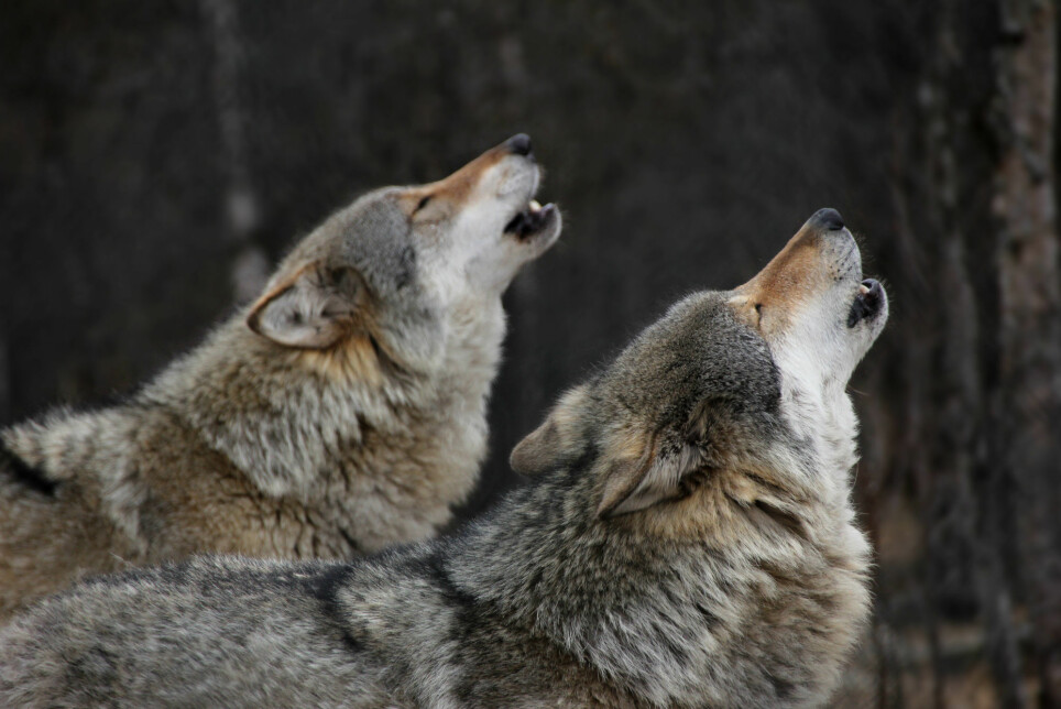 The alpha designation used to describe wolf hierarchy is based on research on captive wolves.