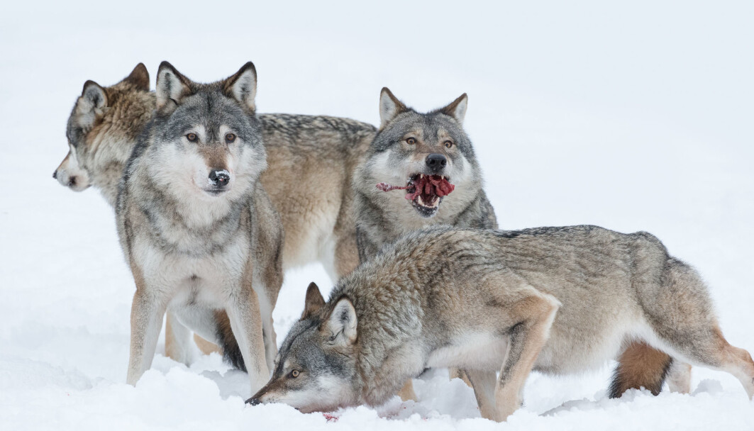 A moose meal in the snow. A moose meal in the snow.