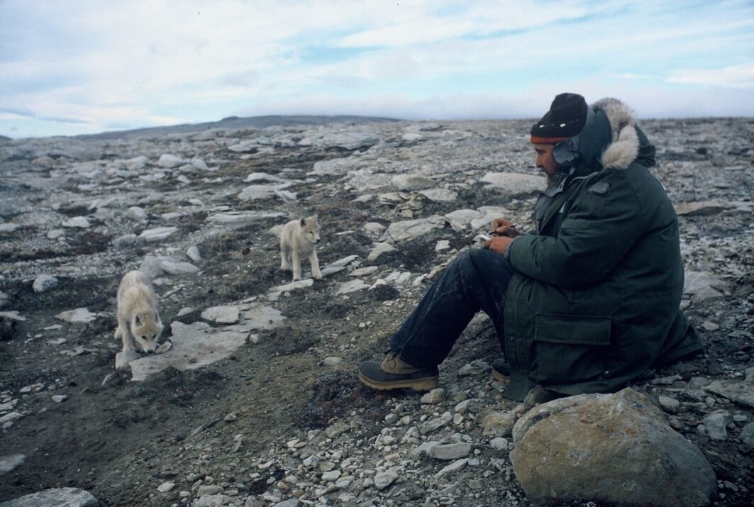 David Mech spent a lot of time studying daily life in the wolf pack. David Mech spent a lot of time studying daily life in the wolf pack.