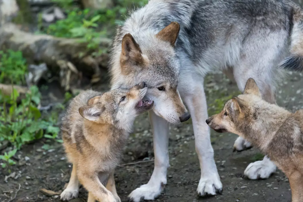 Two Canadian wolf pups with their mother.