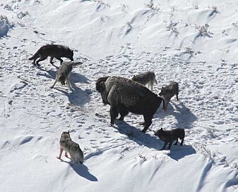 A pack of wolves in Yellowstone has surrounded a bison. A pack of wolves in Yellowstone has surrounded a bison.