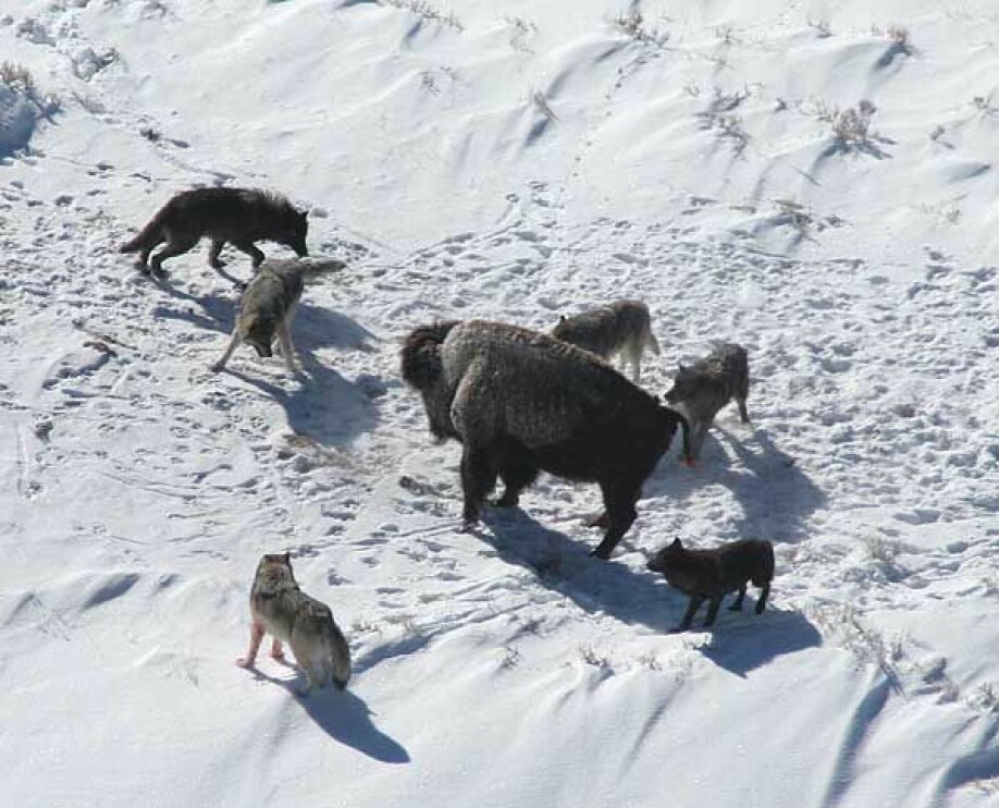 A pack of wolves in Yellowstone has surrounded a bison.