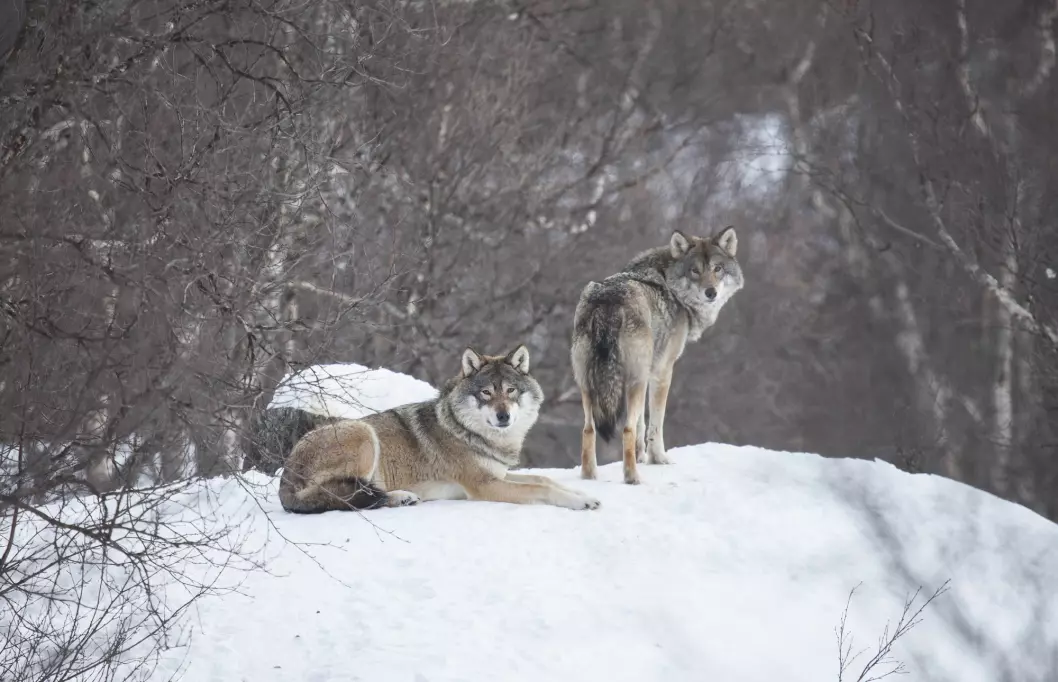 Wolf pairs are usually not far apart.