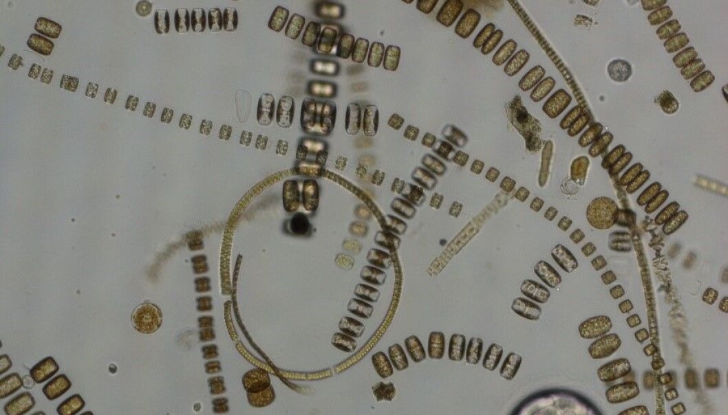 Microscopy picture from an Arctic spring bloom dominated by diatoms. Microscopy picture from an Arctic spring bloom dominated by diatoms.