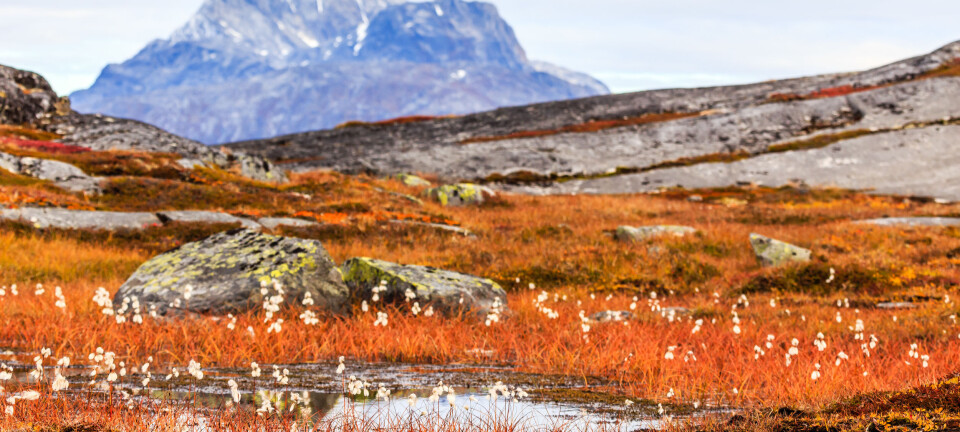 Norwegian-Russian cooperation aims to stop the spread of alien species to the Arctic
