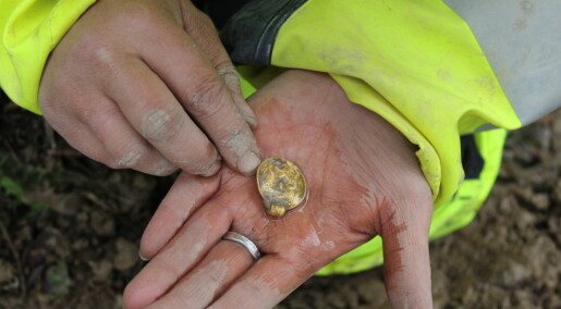 Seven rare gold pendants were sacrificed 1500 years ago in Østfold county of Norway