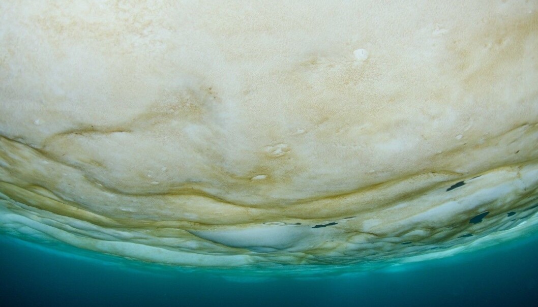 Brown layer of ice algae below the sea ice. Brown layer of ice algae below the sea ice.