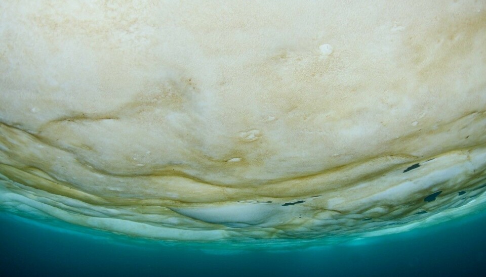 Brown layer of ice algae below the sea ice.