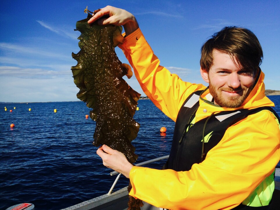 General manager Jon Funderud from the Trondheim-based company Seaweed Solutions shows the kelp they export to food producers in Europe.