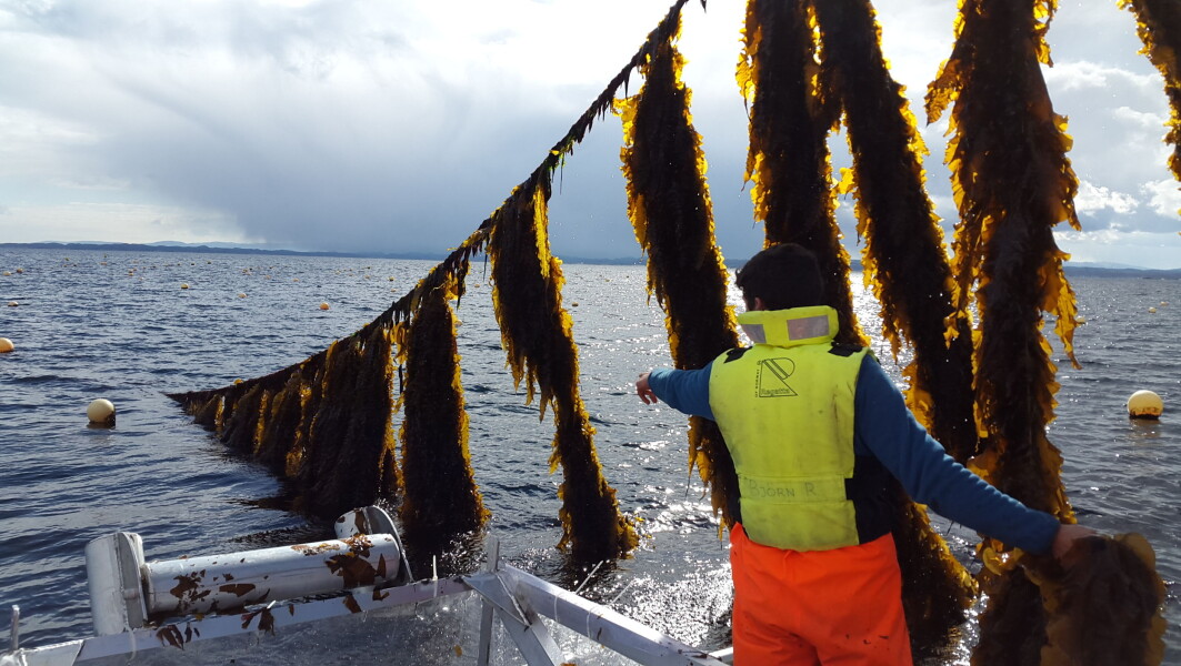 Right now, seasonal workers are harvesting one hundred tonnes of kelp from a farm in the sea off Frøya in Trøndelag. The kelp is then frozen into 10 kilo blocks and sent to food producers in the Nordic countries, Germany, and the Netherlands. Some ends up on plates in gourmet restaurants. Right now, seasonal workers are harvesting one hundred tonnes of kelp from a farm in the sea off Frøya in Trøndelag. The kelp is then frozen into 10 kilo blocks and sent to food producers in the Nordic countries, Germany, and the Netherlands. Some ends up on plates in gourmet restaurants.