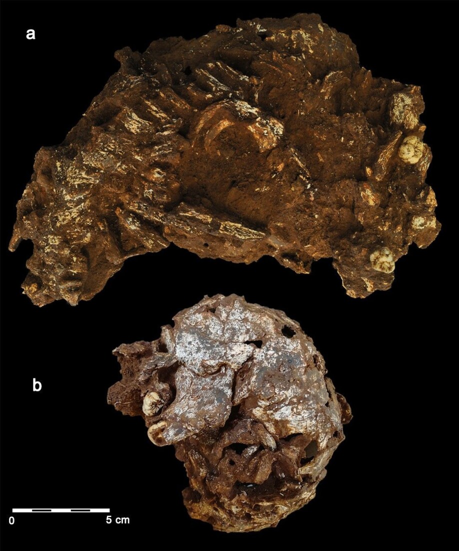 EXTERNAL VIEW: External view of the Panga ya Saidi main block with the articulated partial skeleton.