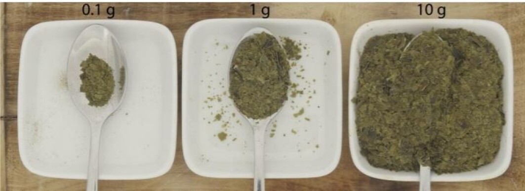 The amount of sugar kelp that provides the maximum daily requirement of iodine, illustrated with a teaspoon. From the left is dried kelp, then untreated, raw kelp and blanched kelp to the far right. The amount of sugar kelp that provides the maximum daily requirement of iodine, illustrated with a teaspoon. From the left is dried kelp, then untreated, raw kelp and blanched kelp to the far right.