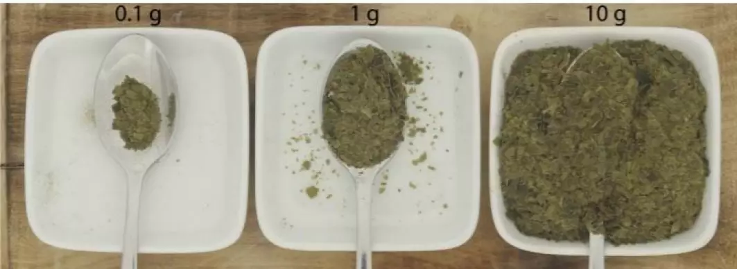 The amount of sugar kelp that provides the maximum daily requirement of iodine, illustrated with a teaspoon. From the left is dried kelp, then untreated, raw kelp and blanched kelp to the far right.