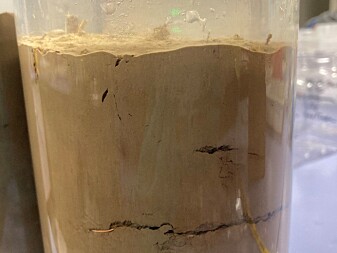 A marine worm (polychaete) burrowing deep in the sediment in one of our subsampling cores. A marine worm (polychaete) burrowing deep in the sediment in one of our subsampling cores.