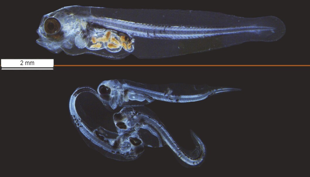 The top picture shows a healthy fish specimen while the picture below shows fry exposed to oil spills. The fish below are deformed and have empty stomachs. The top picture shows a healthy fish specimen while the picture below shows fry exposed to oil spills. The fish below are deformed and have empty stomachs.