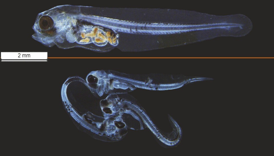 The top picture shows a healthy fish specimen while the picture below shows fry exposed to oil spills. The fish below are deformed and have empty stomachs.