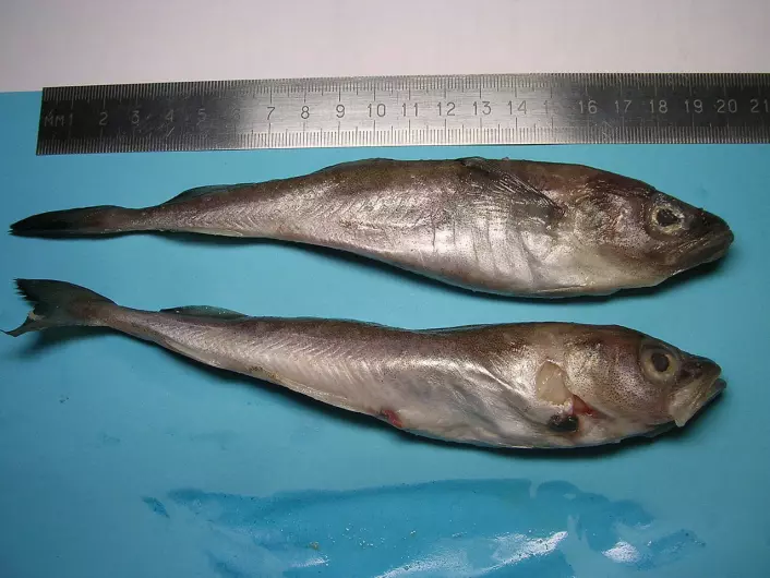 The normal size for polar cod is around 25 cm.