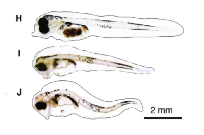 The young fish fry were more often severely deformed in the group that was exposed to oil contamination in addition to warmer water (picture J). The young fish fry were more often severely deformed in the group that was exposed to oil contamination in addition to warmer water (picture J).