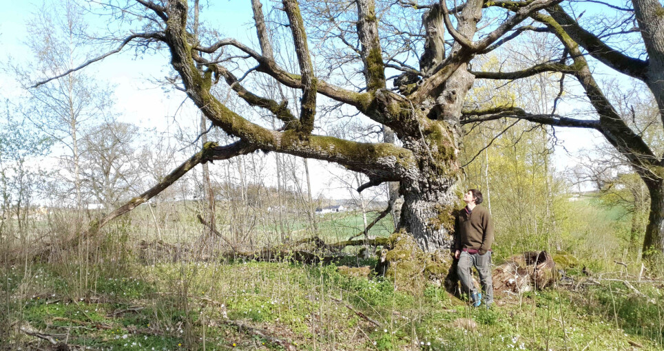 “Old oak trees are key elements of biodiversity in the landscape, and hotspots for wildlife,” PhD candidate Ross Wetherbee at NMBU says.