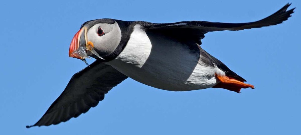 Seabirds ring the alarm on ocean warming
