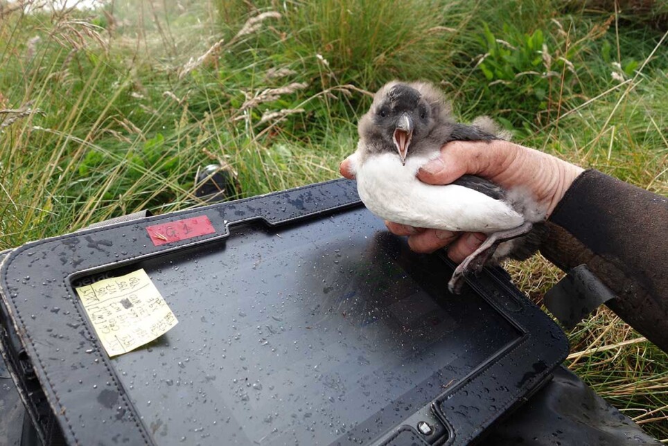 The puffin study at Røst has been ongoing uninterruptedly since 1964. Each breeding season records, among other things, the puffins' growth and survival.